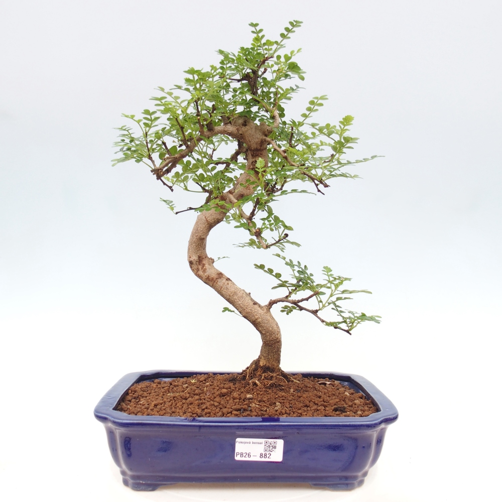 Room bonsai - Zantoxylum piperitum - pepper tree