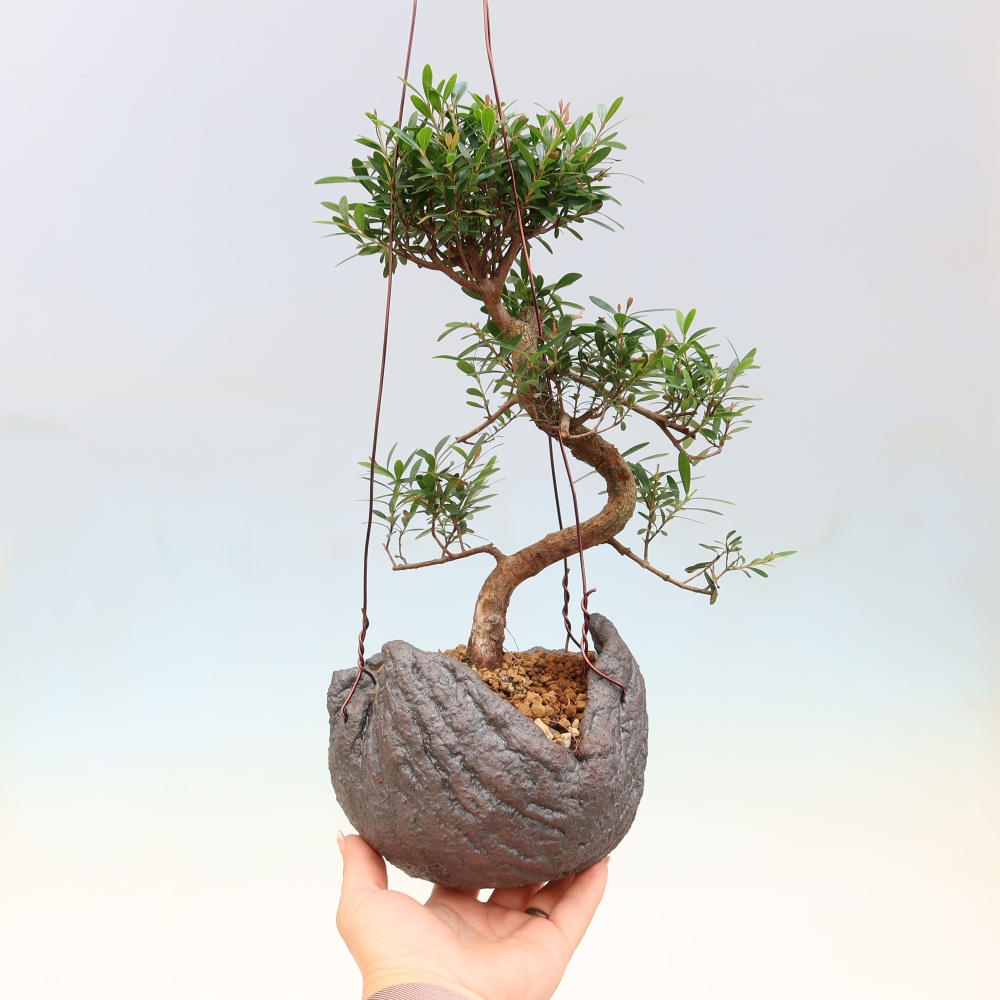 Kokedama in a Ceramic Pot - Syzygium - Pimento Tree