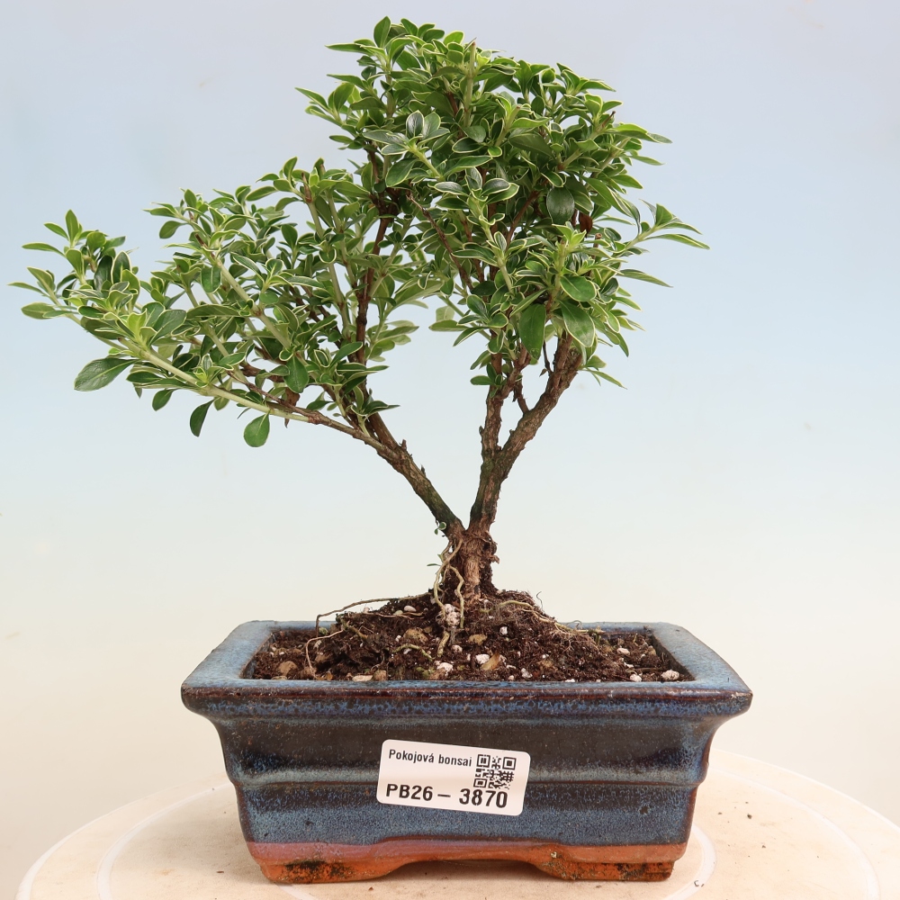 Indoor Bonsai - Serissa foetida Variegata - Tree of a Thousand Stars