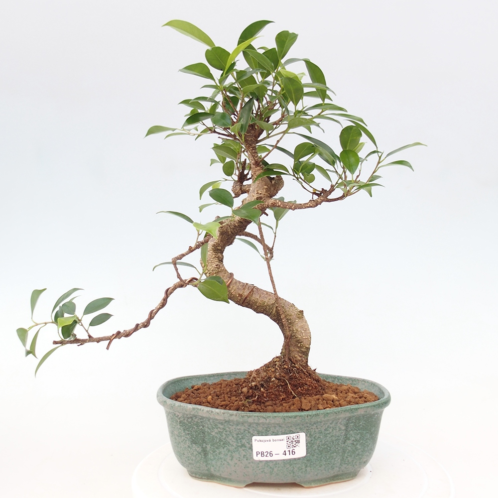 Room bonsai - Ficus retusa - small-leaved ficus