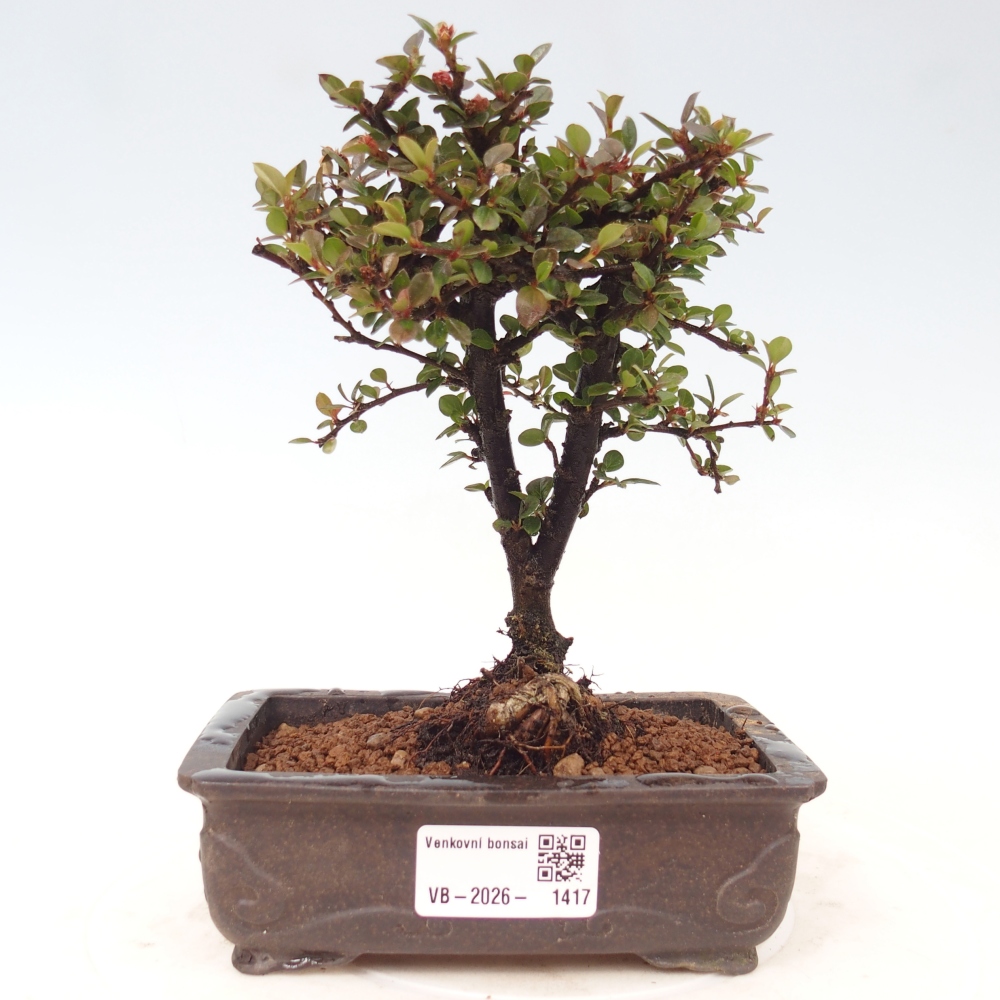 Outdoor bonsai - Cotoneaster horizontalis - Rocky Mountain