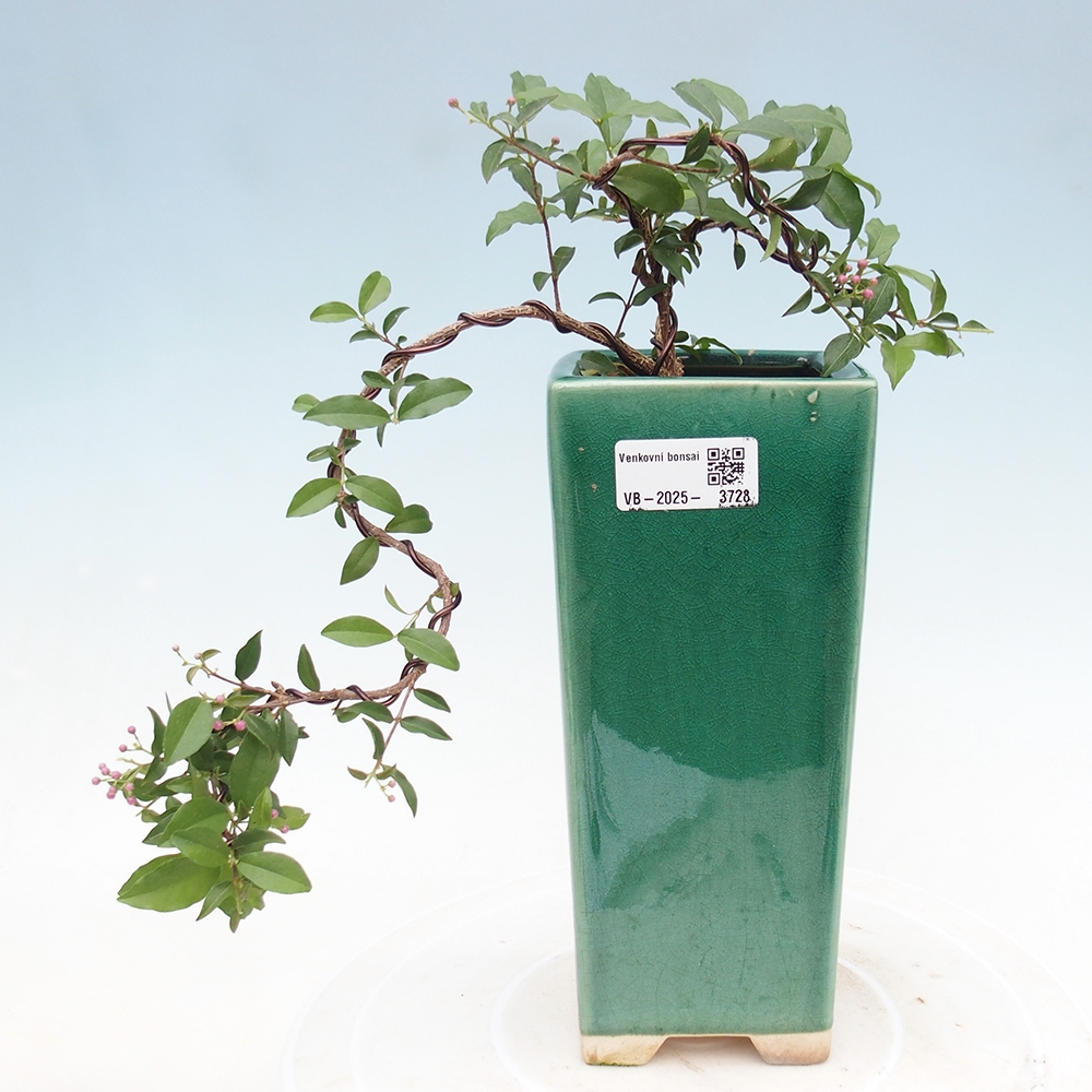 Room bonsai - cherry Malpighia coccigera- Barbdorská
