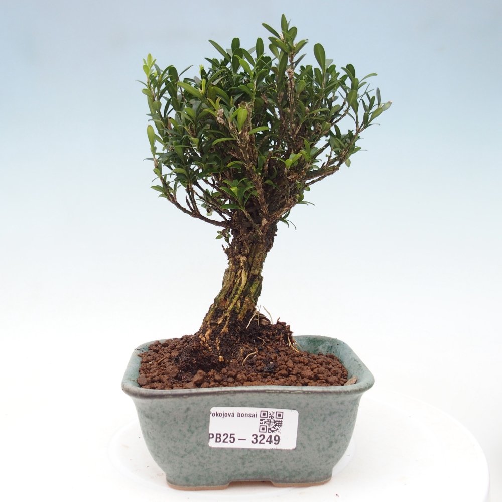 Room bonsai - Buxus harlandii - cork buxus