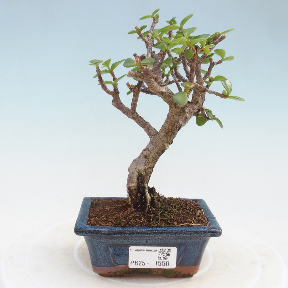 Indoor bonsai - Portulakaria Afra - Tlustice