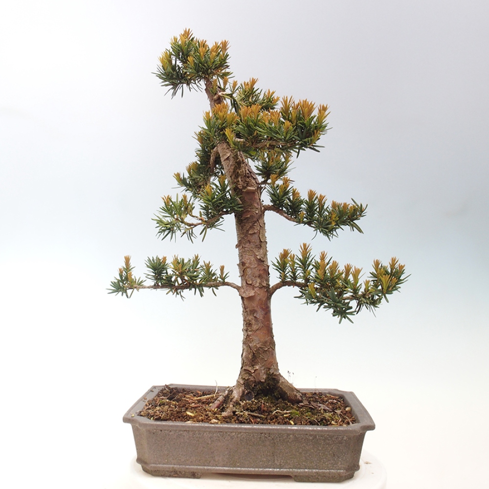 Outdoor bonsai - Taxus cuspidata - Japanese yew