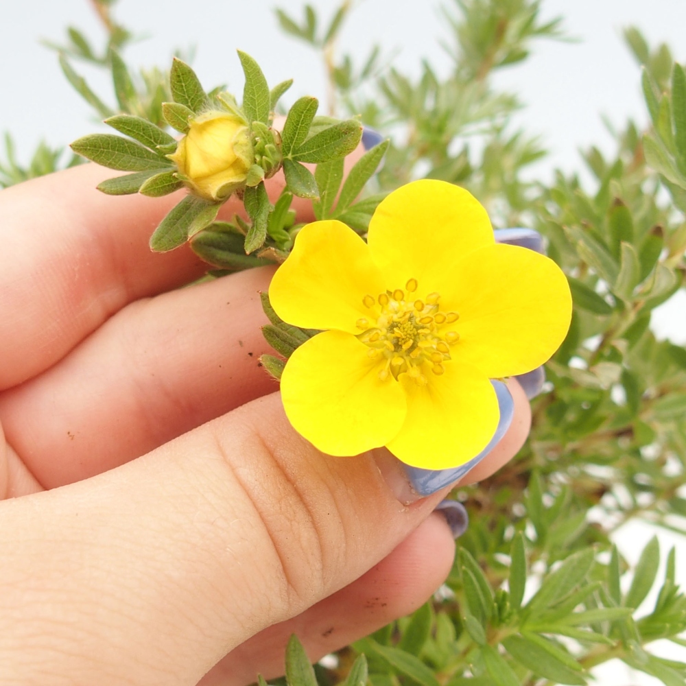 Outdoor bonsai-Cinquefoil - Potentila fruticosa yellow Bird