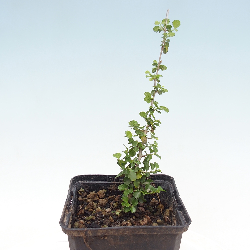 Room bonsai - Grewia sp. - Grewia small-leaved in container
