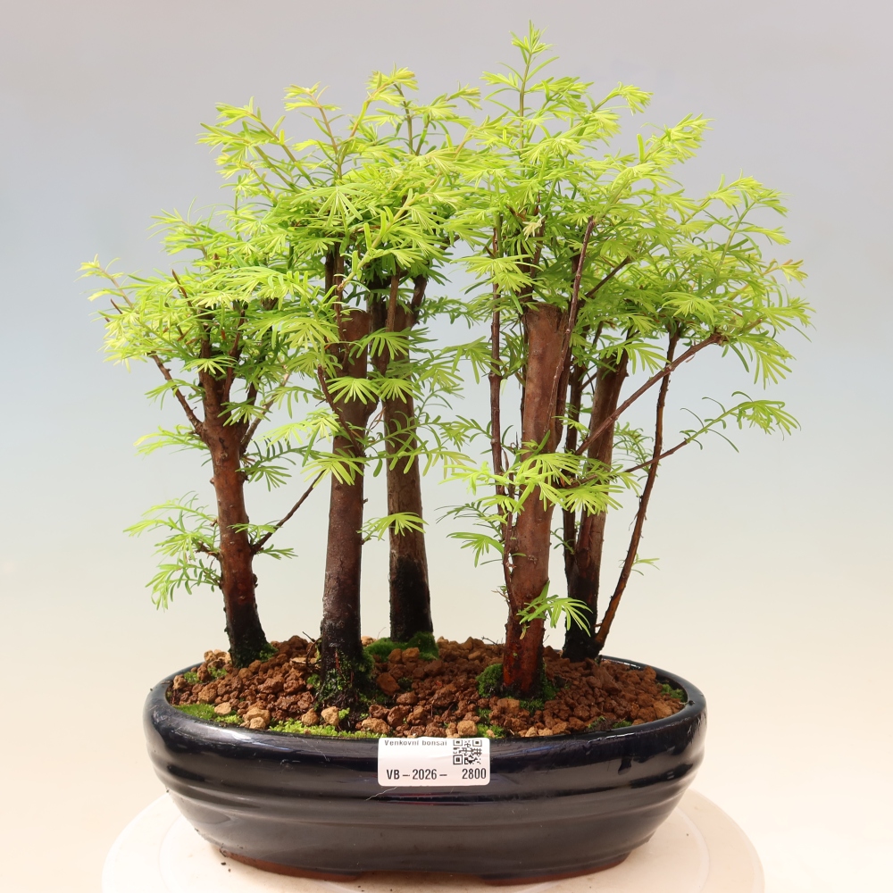 Outdoor Bonsai - Metasequoia glyptostroboides - Chinese Metasequoia - Grove