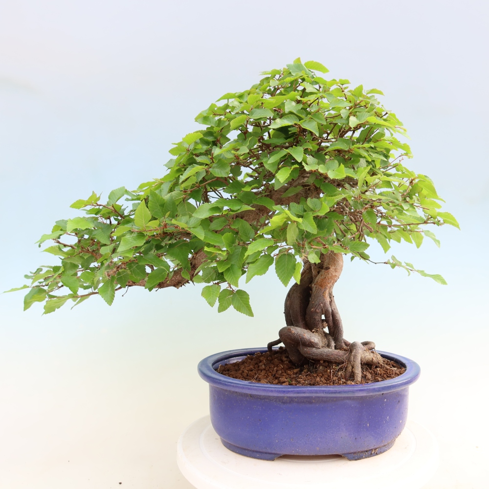 Outdoor bonsai -Carpinus coreana - Korean Hornbeam