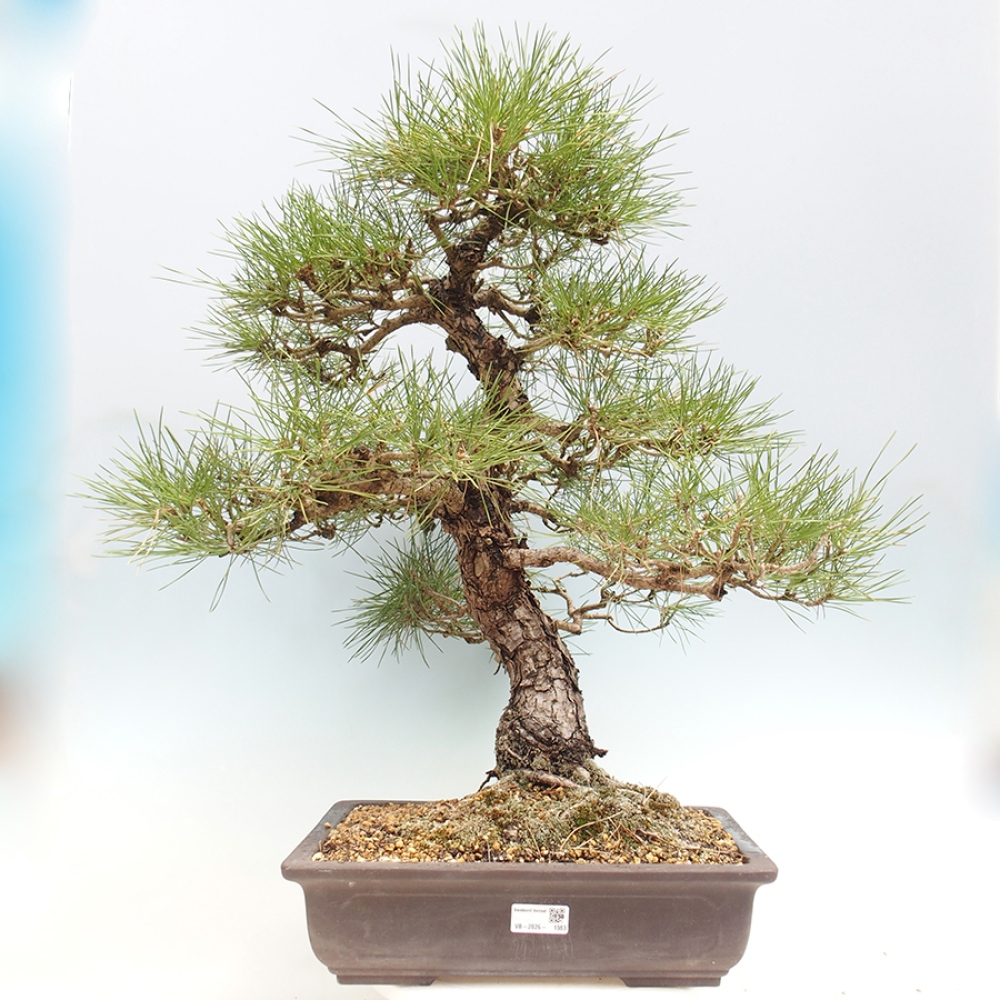 Outdoor bonsai - Pinus thunbergii - Thunberg pine