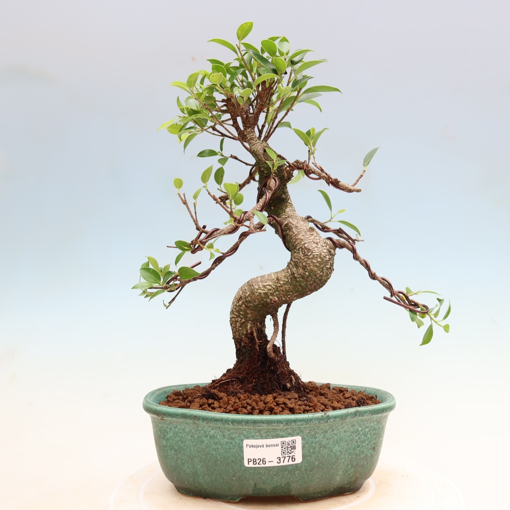 Room bonsai - Ficus kimmen - small-leaved ficus