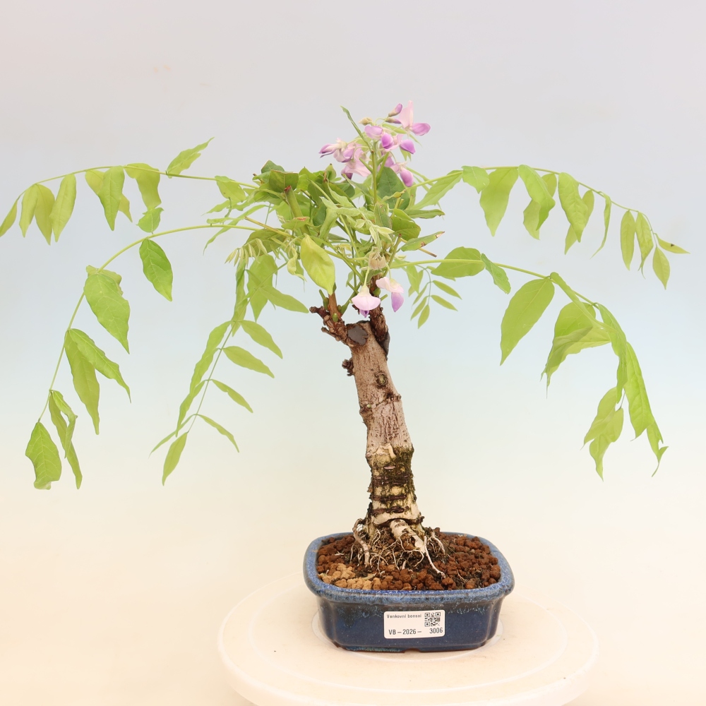 Outdoor bonsai - Wisteria floribunda