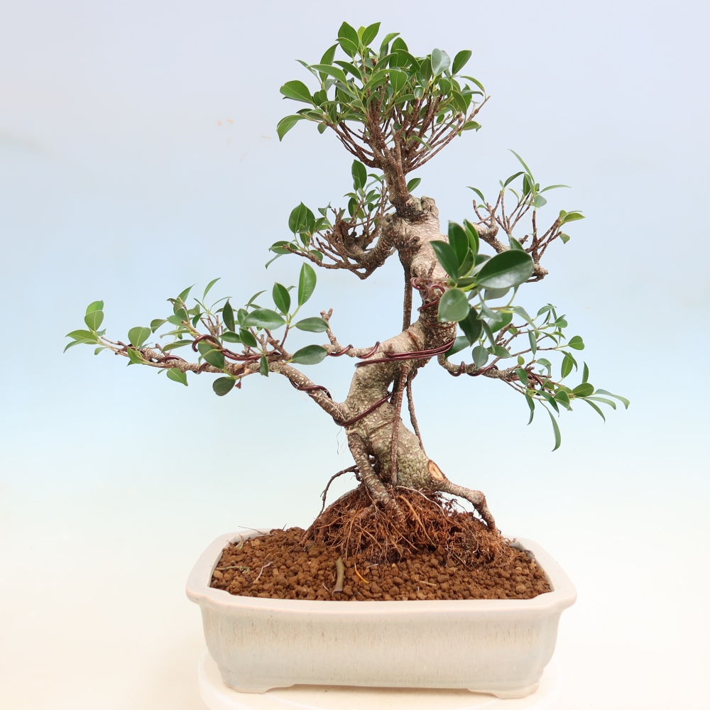Room bonsai - Ficus kimmen - small-leaved ficus