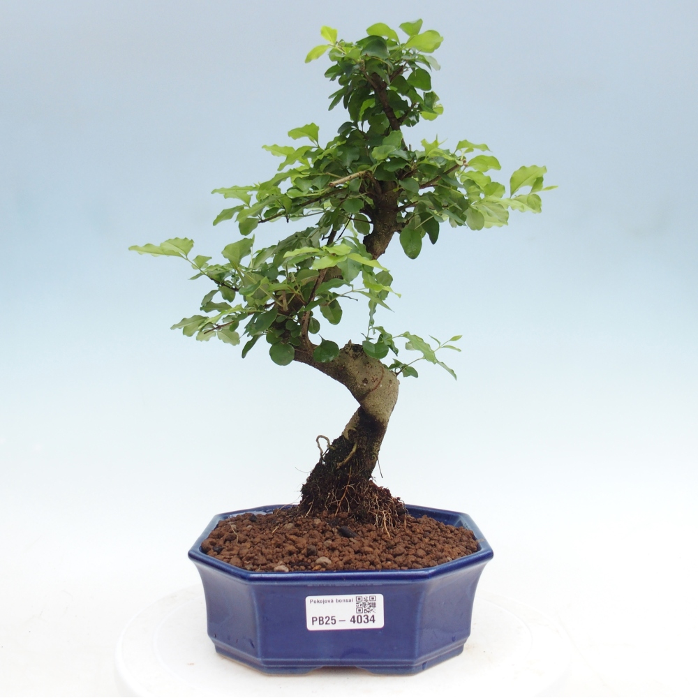 Room bonsai -Ligustrum chinensis - Birds Beak