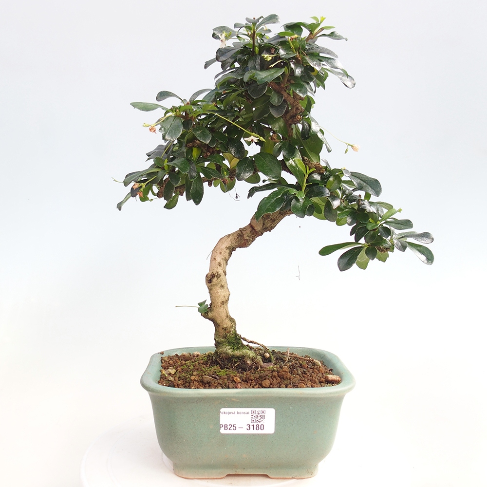 Room bonsai - Carmona macrophylla - Tea fuki