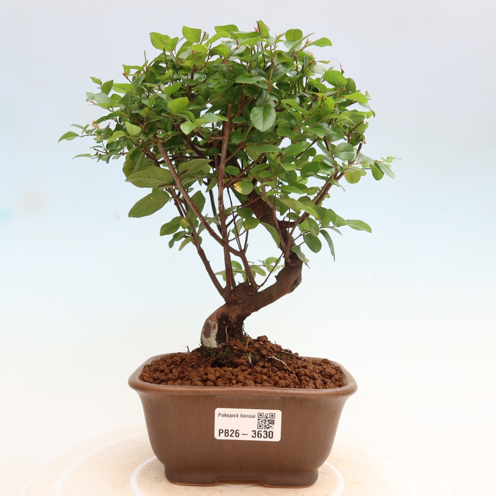 Room bonsai - Sageretia thea - Sageretia thea