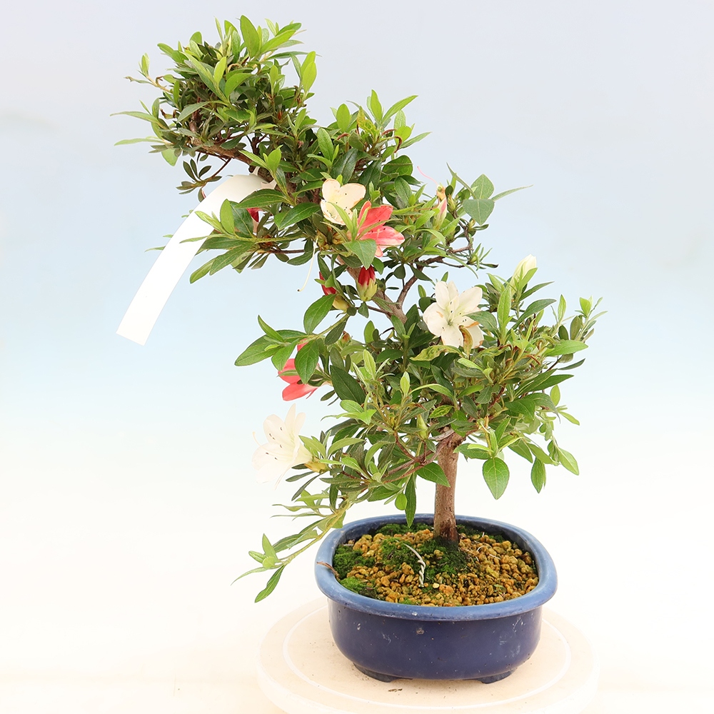 Outdoor bonsai - Japanese Azalea - Azalea Senhime