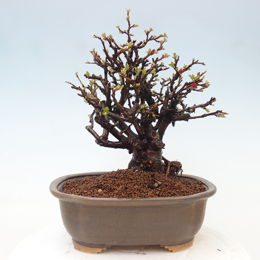 Outdoor bonsai - Chaneomeles speciosa - Quince