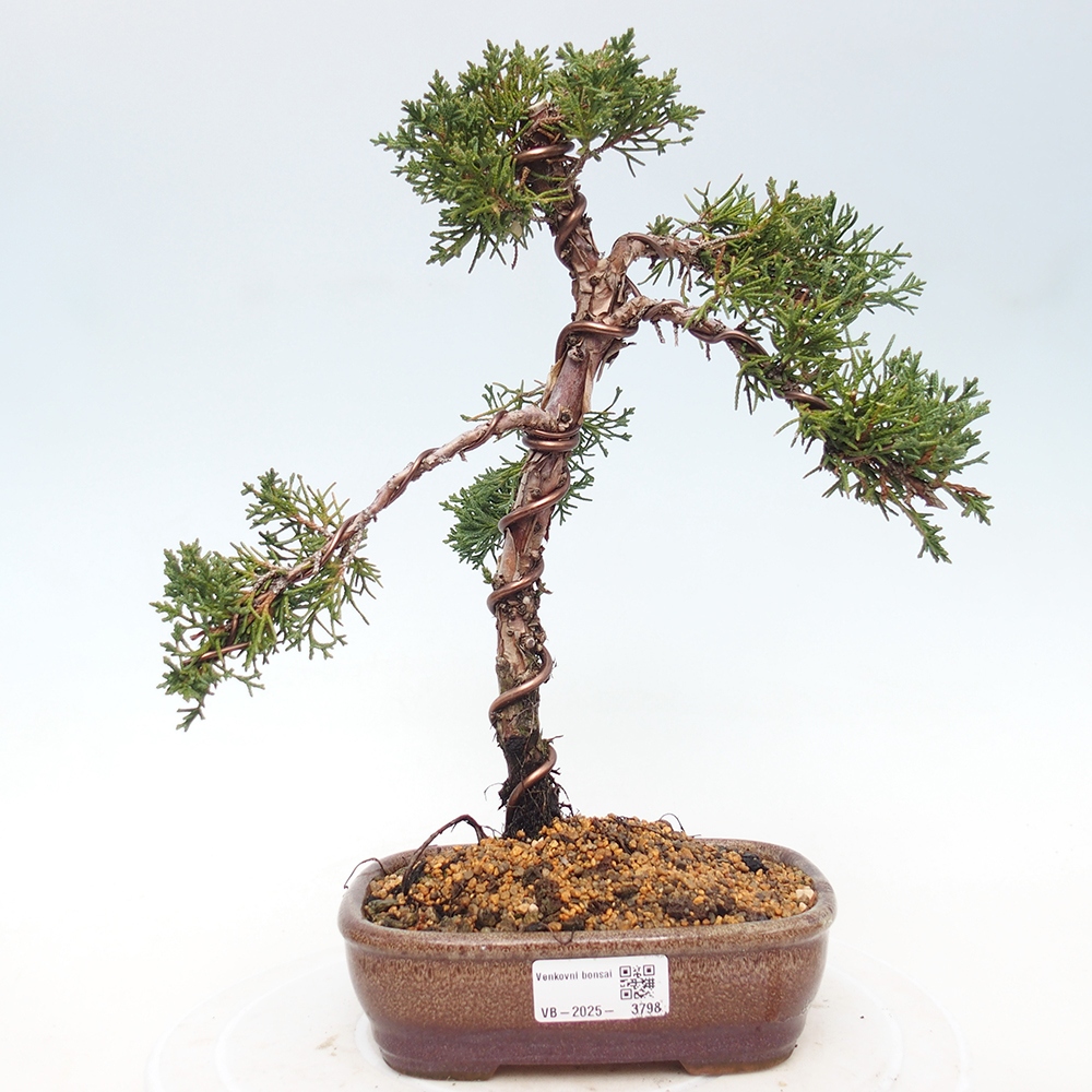 Outdoor bonsai - Juniperus chinensis Kishu