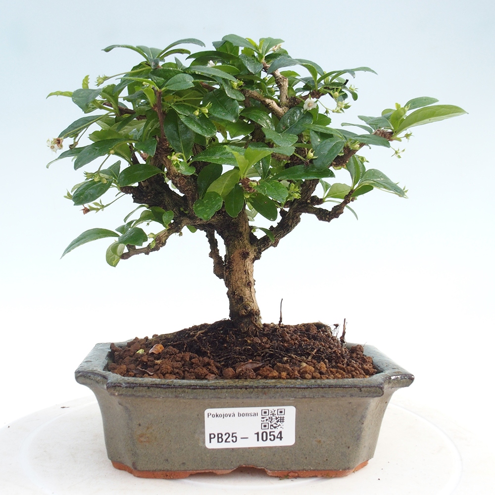 Indoor bonsai - Carmona macrophylla - Fuki tea
