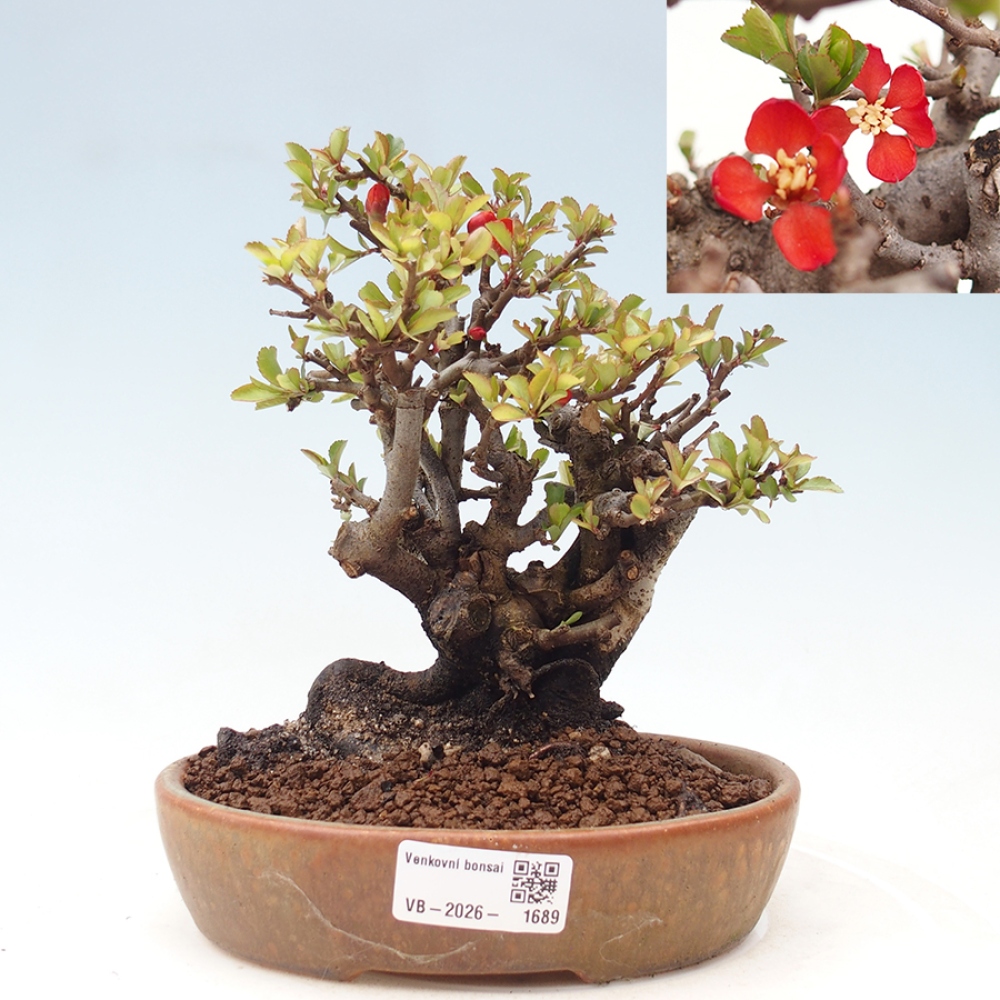 Outdoor bonsai - Chaneomeles speciosa - Quince