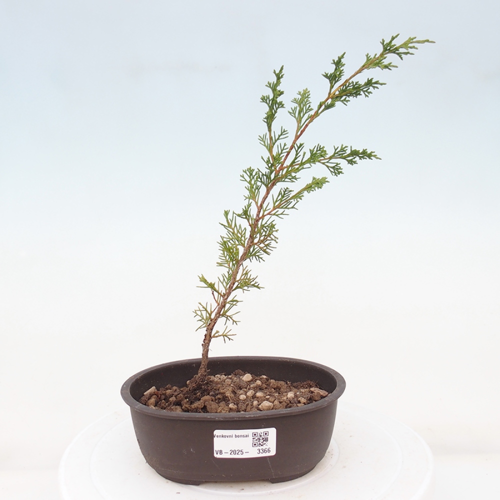 Outdoor bonsai - Juniperus chinensis Itoigawa - Chinese juniper