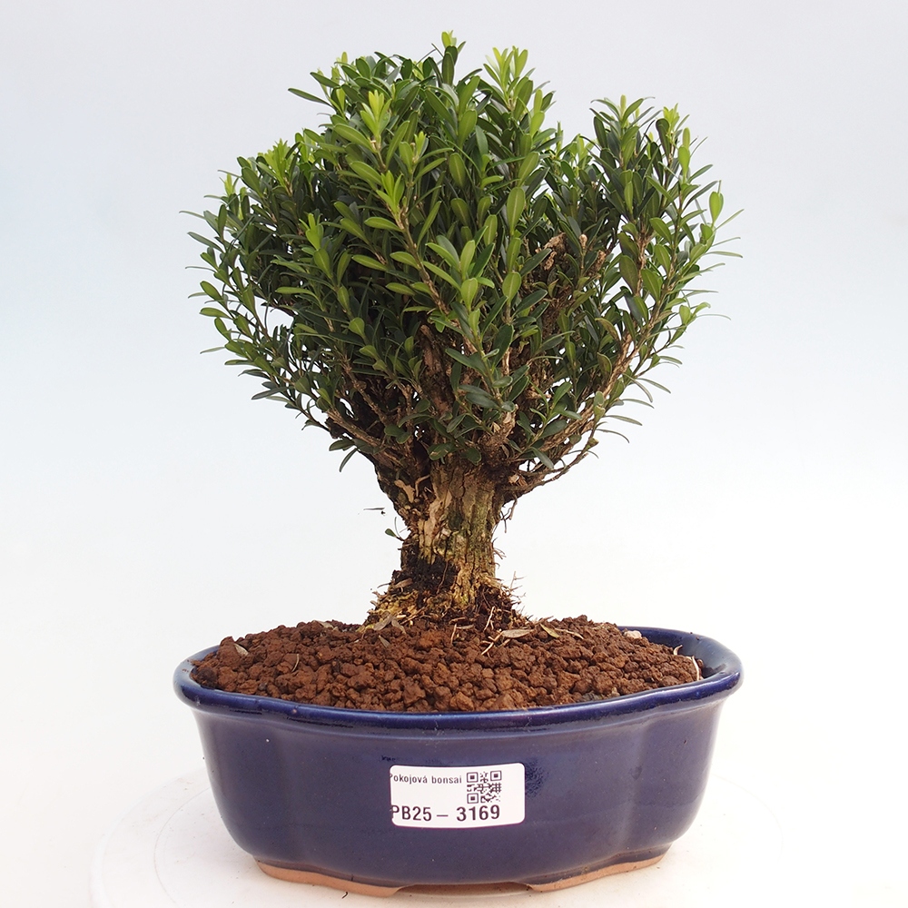 Indoor bonsai - Buxus harlandii - Cork boxwood