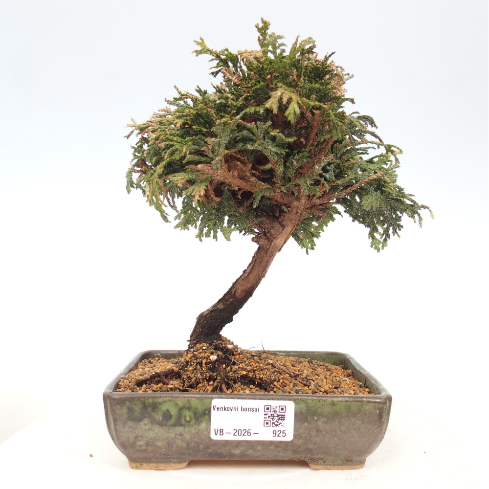 Outdoor bonsai - Cham.pis Parslori - Cypress