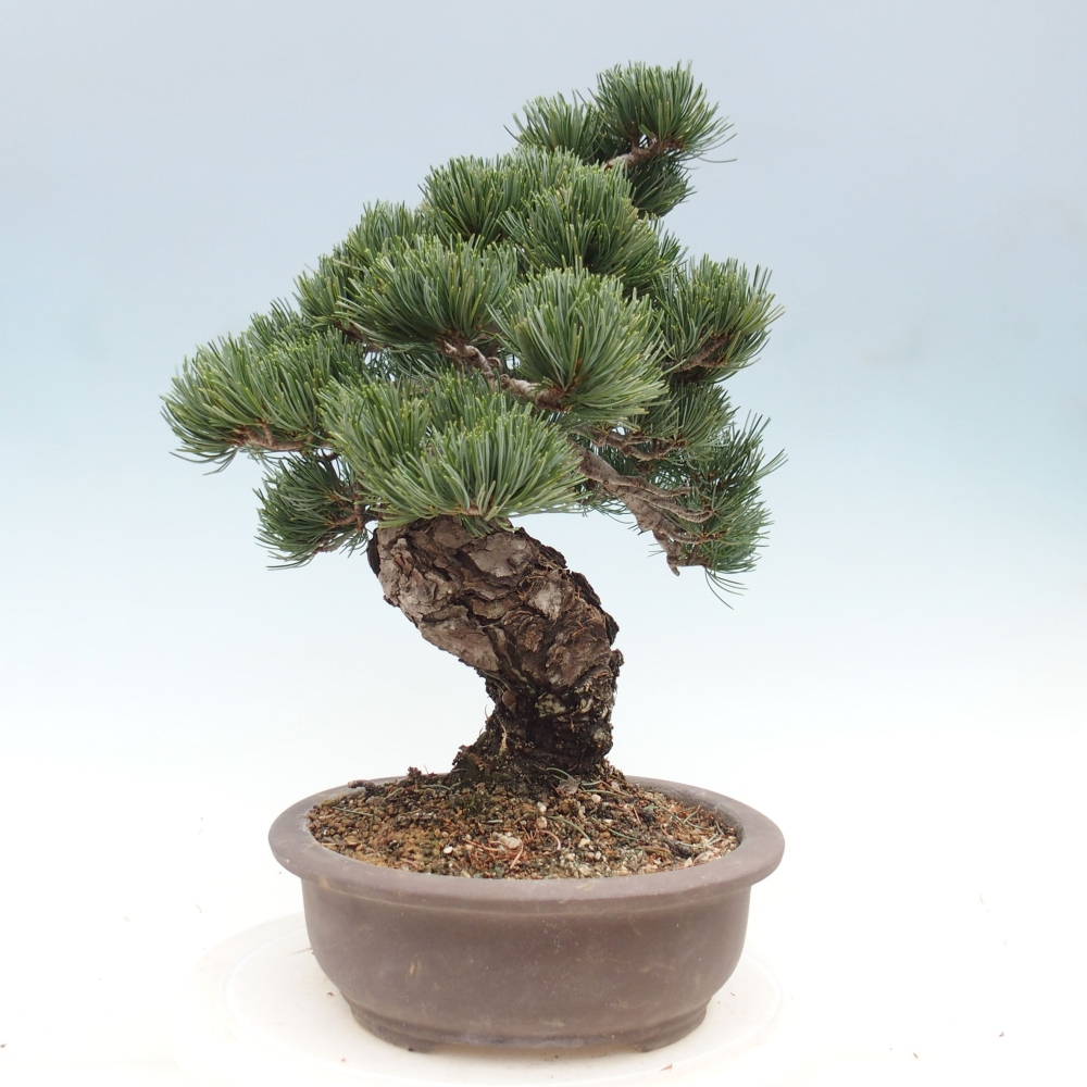 Outdoor bonsai - Pinus parviflora - Small pine tree