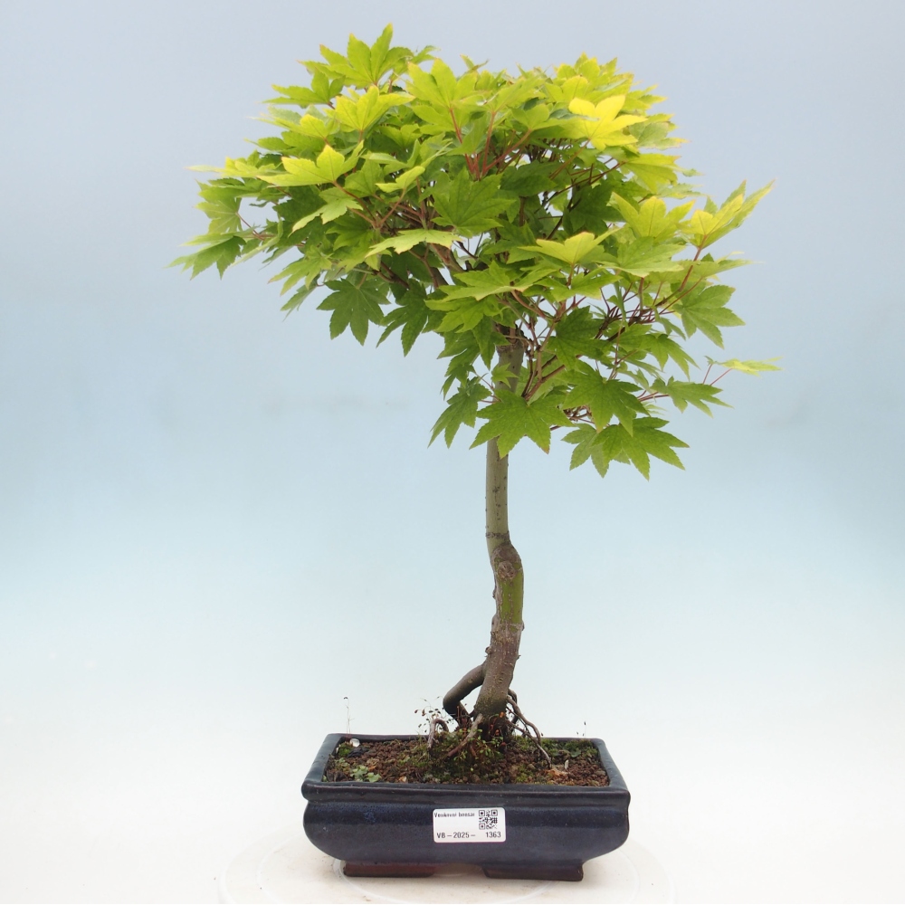 Outdoor bonsai - Maple palmatum katsura GISAN - Maple palmate