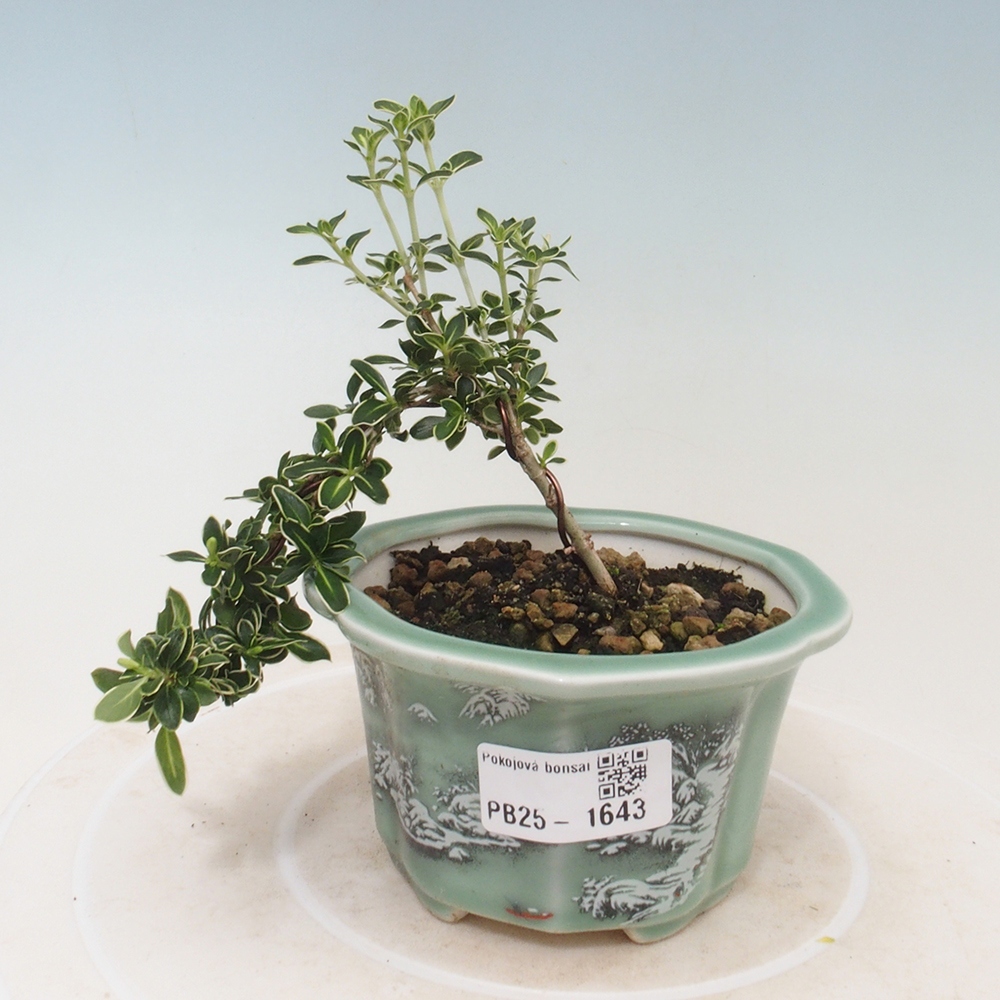 Indoor bonsai - Serissa foetida Variegata - Tree of a thousand stars