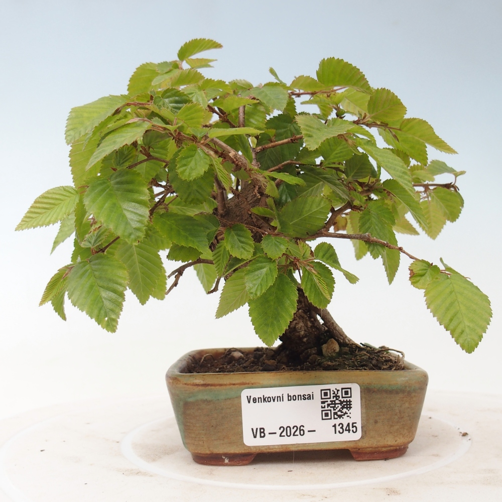 Outdoor bonsai -Carpinus CARPINOIDES - Korean Hornbeam