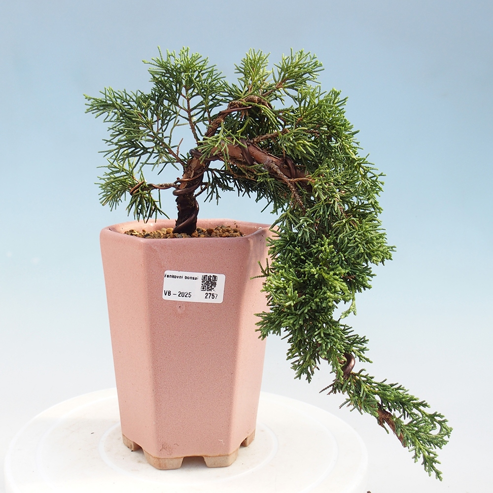 Outdoor bonsai - Juniperus chinensis Kishu - Chinese Juniper