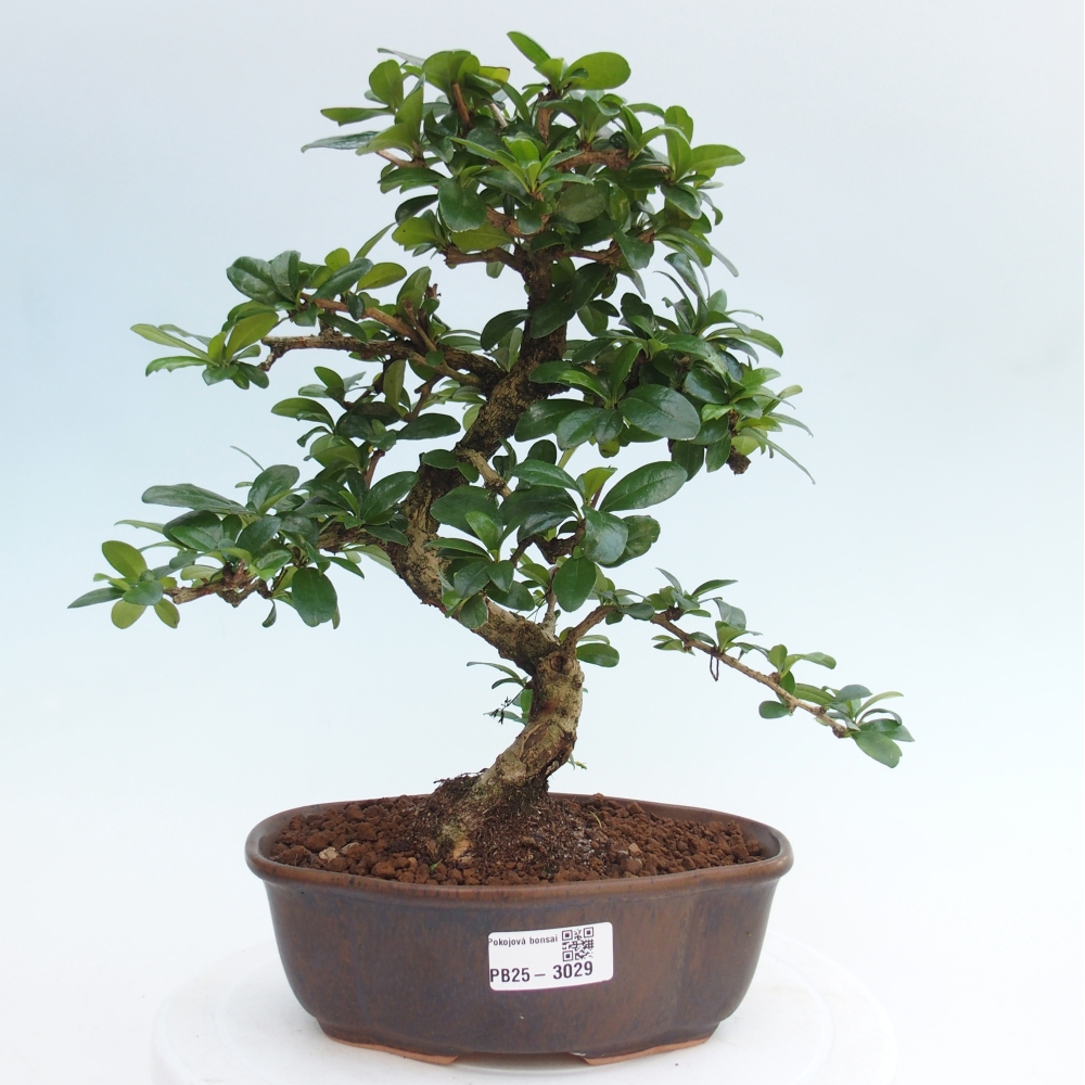 Room bonsai - Carmona macrophylla - Tea fuki