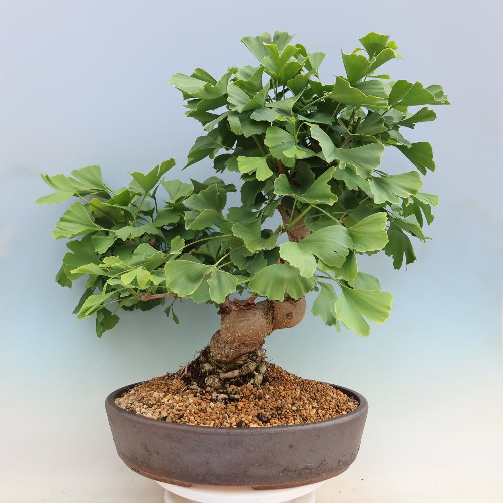 Outdoor bonsai - Ginkgo biloba - Ginkgo biloba