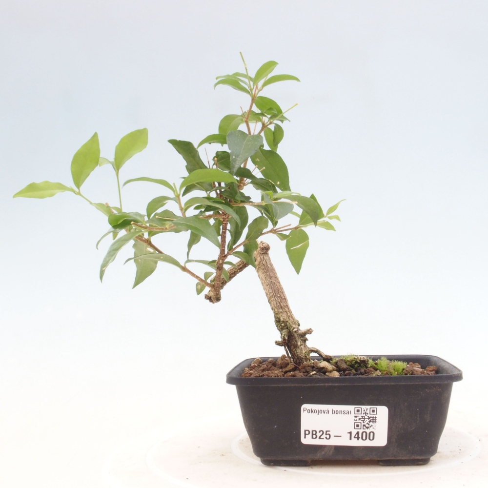 Room bonsai - Malpighia coccigera- Barbdorian cherry