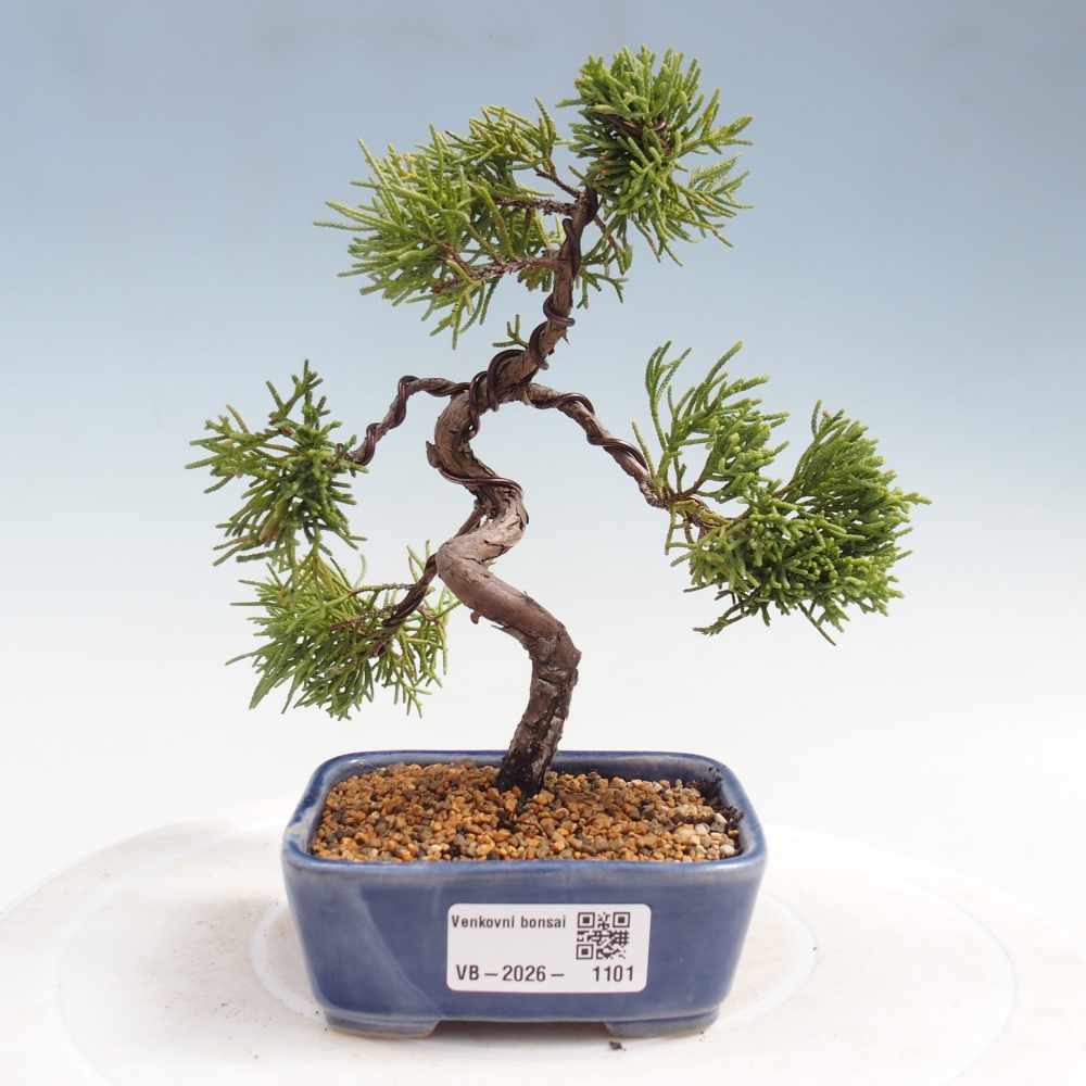 Outdoor bonsai - Juniperus chinensis Kishu