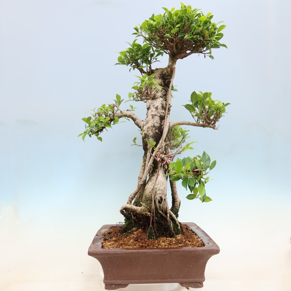 Room bonsai - Ficus kimmen - small-leaved ficus