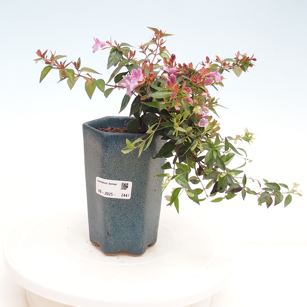Outdoor bonsai - Abelia Grandiflora - Abelia grandiflora