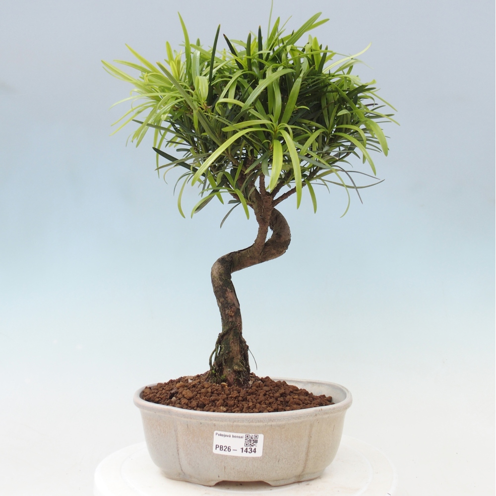 Room bonsai - Podocarpus - Stone Yew