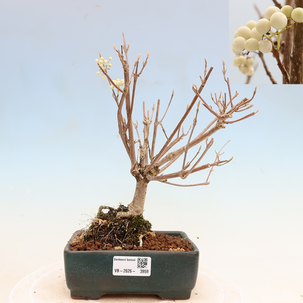 Outdoor Bonsai - Callicarpa bodinieri 'Snowqueen' - Snowberry