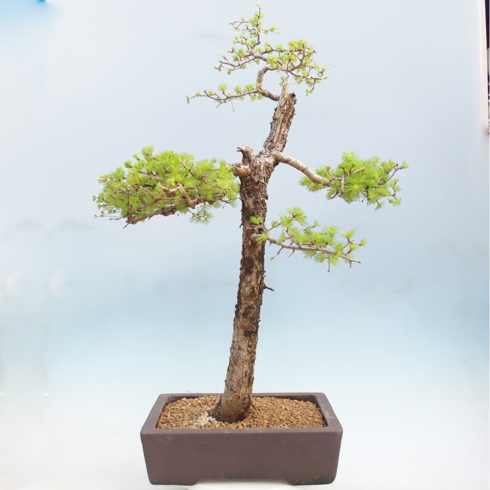 Outdoor bonsai -Larix decidua - Larch