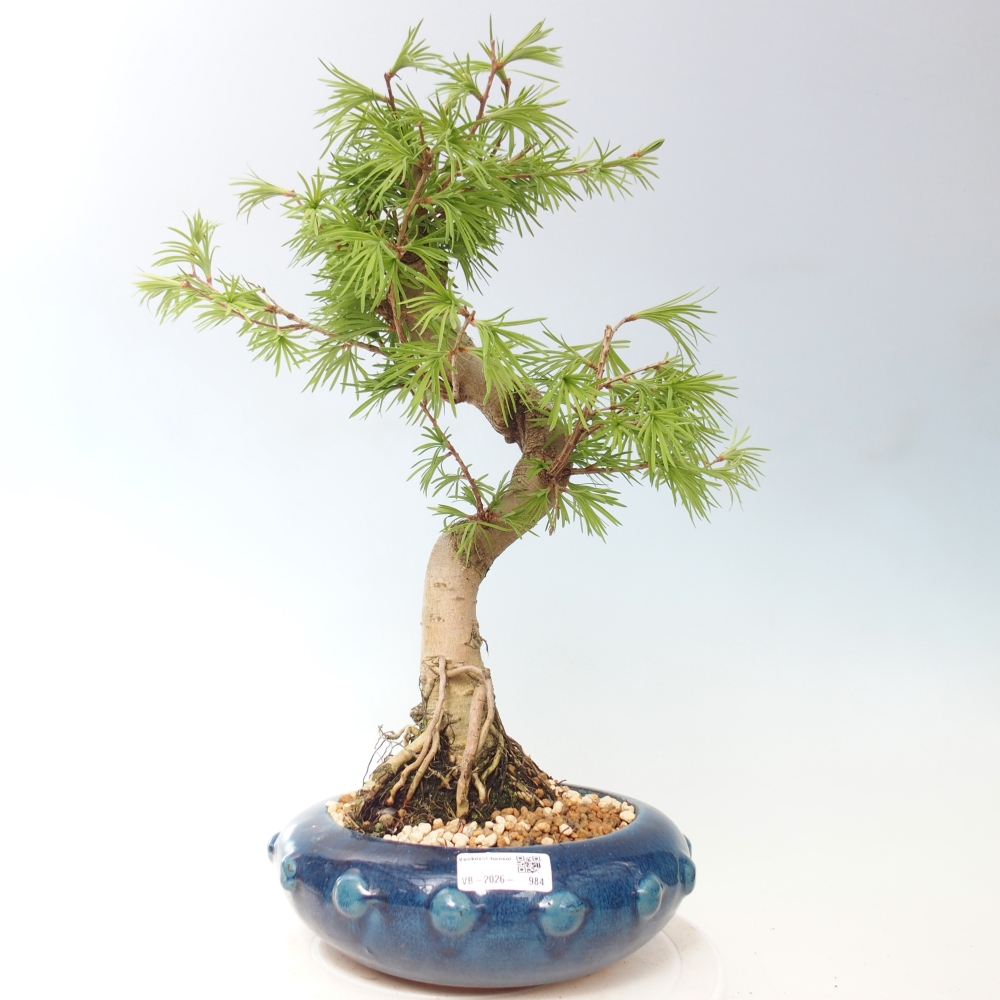 Outdoor bonsai -Pseudolarix amabis-Pseudolarix amabis