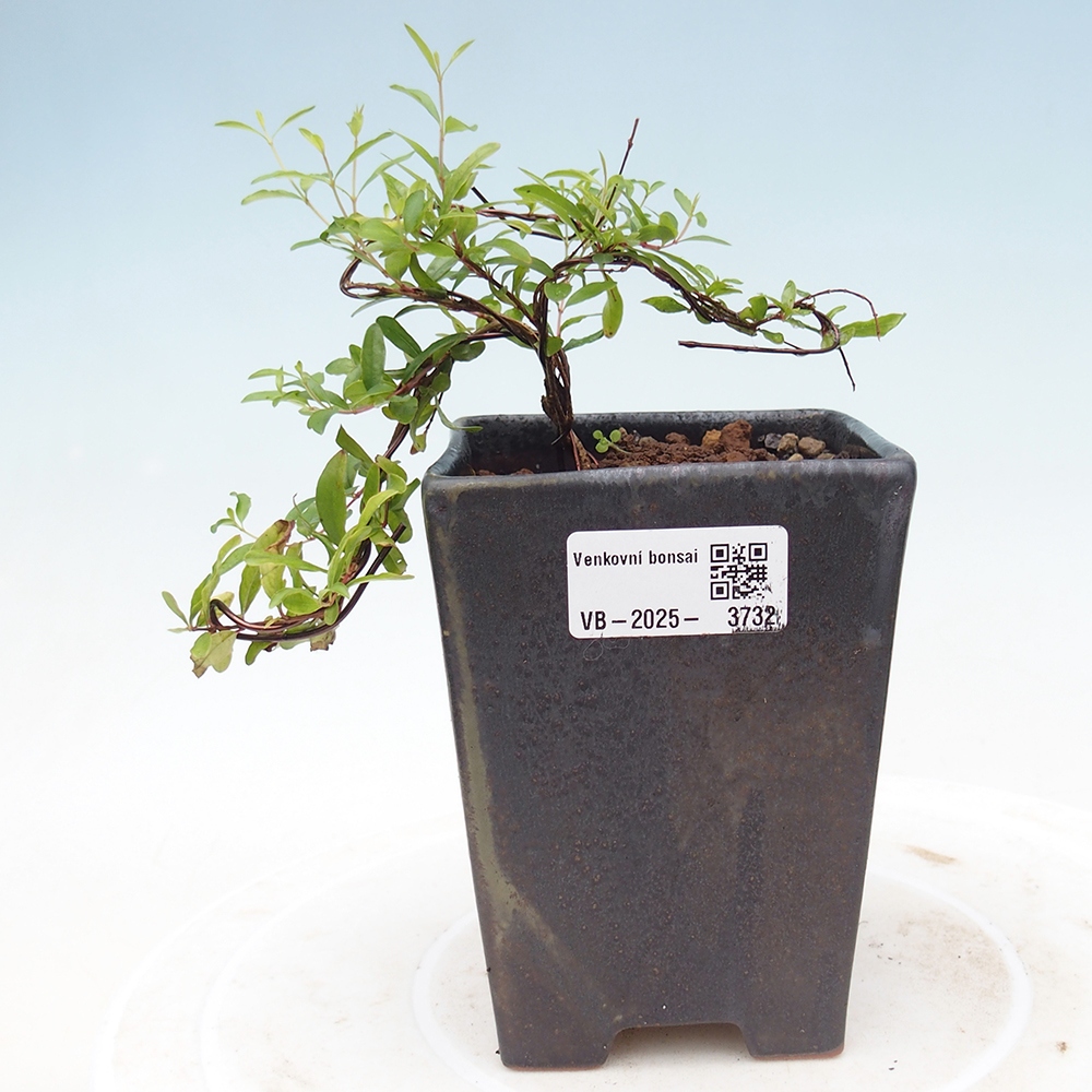 Room bonsai-PUNICA granatum nana-Pomegranate