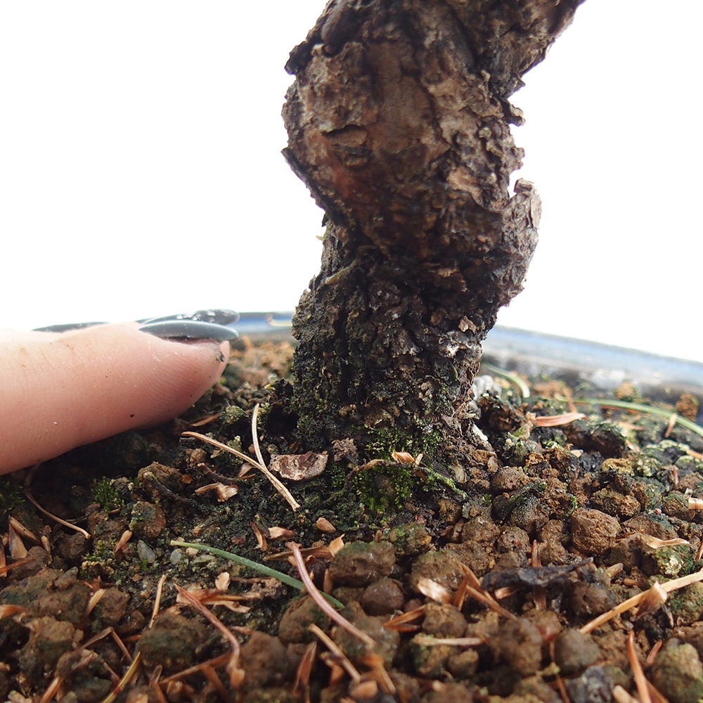 Outdoor bonsai - Pinus parviflora - Small pine tree