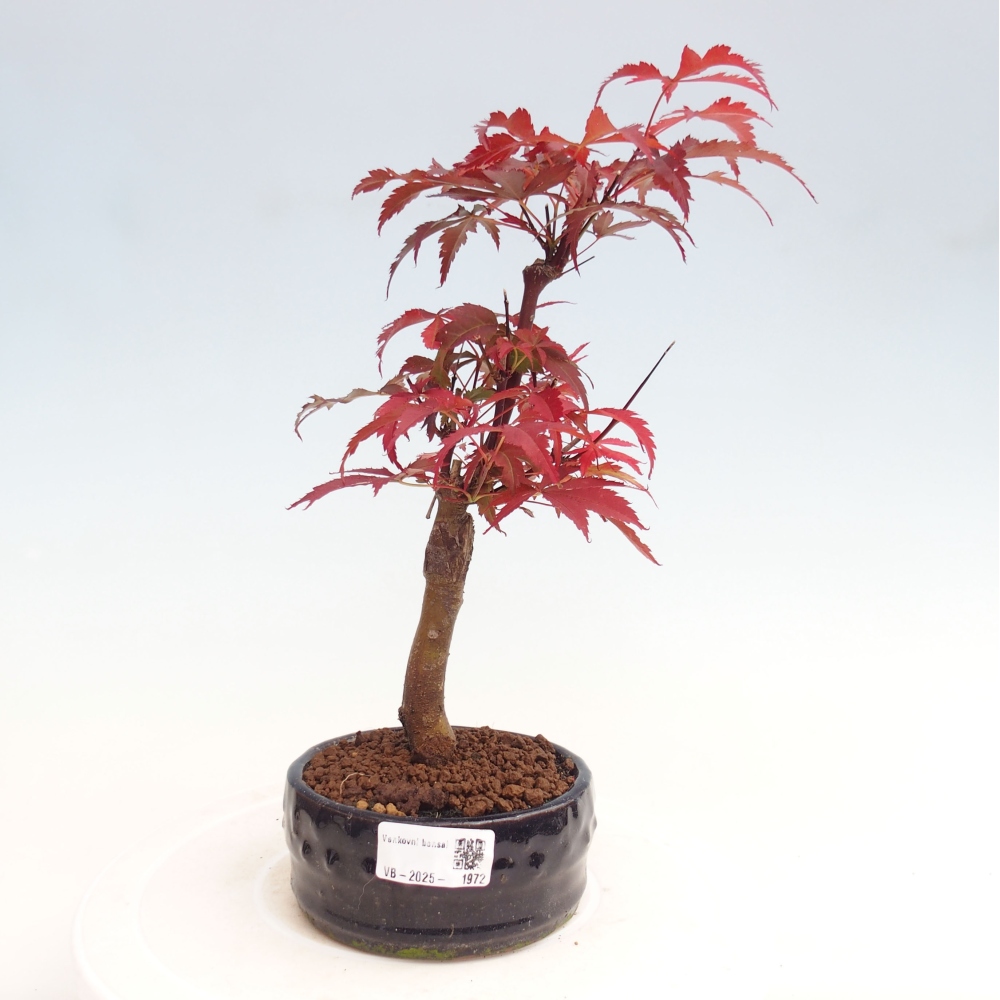 Outdoor bonsai - Acer palm. Atropurpureum-Palmleaf Maple