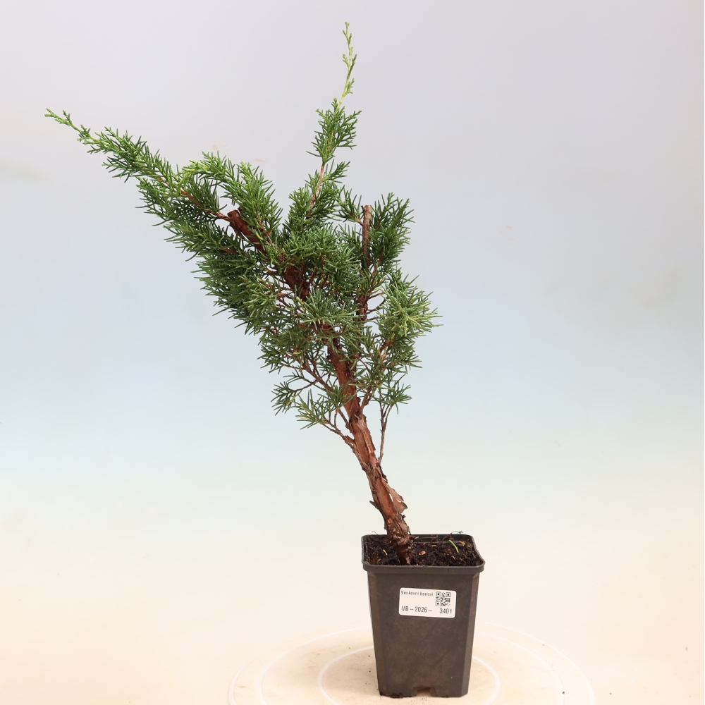 Outdoor bonsai - Juniperus chinensis Kishu