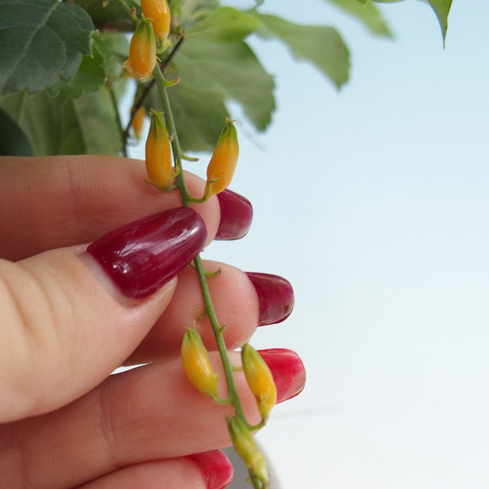 Room bonsai - Duranta repens -Duranta