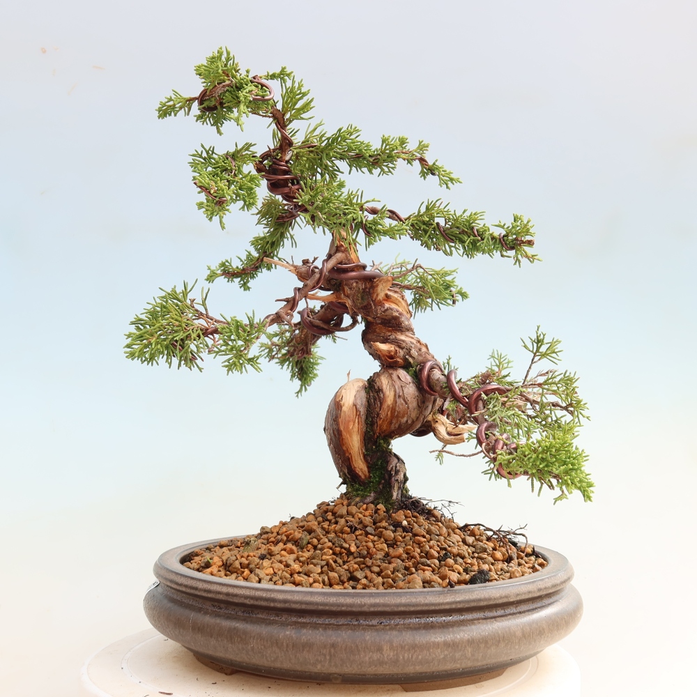 Outdoor Bonsai - Juniperus chinensis Itoigawa - Chinese Juniper