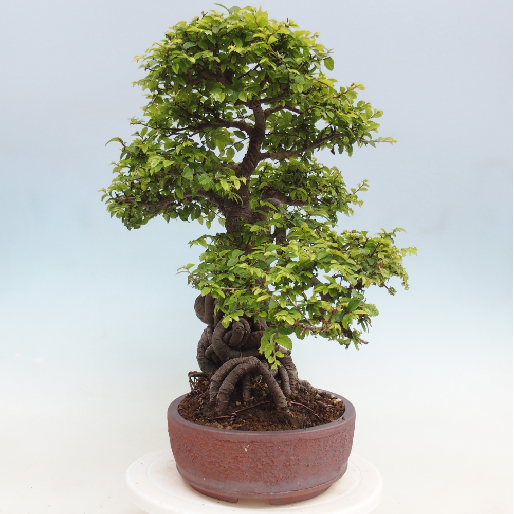 Outdoor bonsai - Ulmus parvifolia Hokkaido - Chinese elm